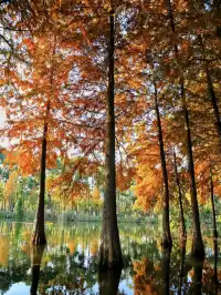 快!尚湖全紅了!現在!立刻!馬上!出發!