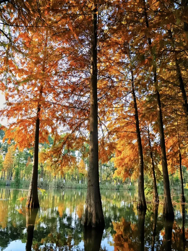 快!尚湖全紅了!現在!立刻!馬上!出發! 快!尚湖全紅了!現在!立刻!馬上!出發!