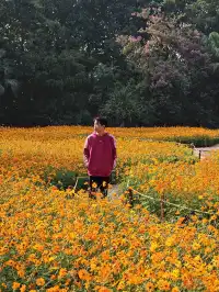 深圳羅湖市區浪漫黃色花海|東湖公園黃秋英