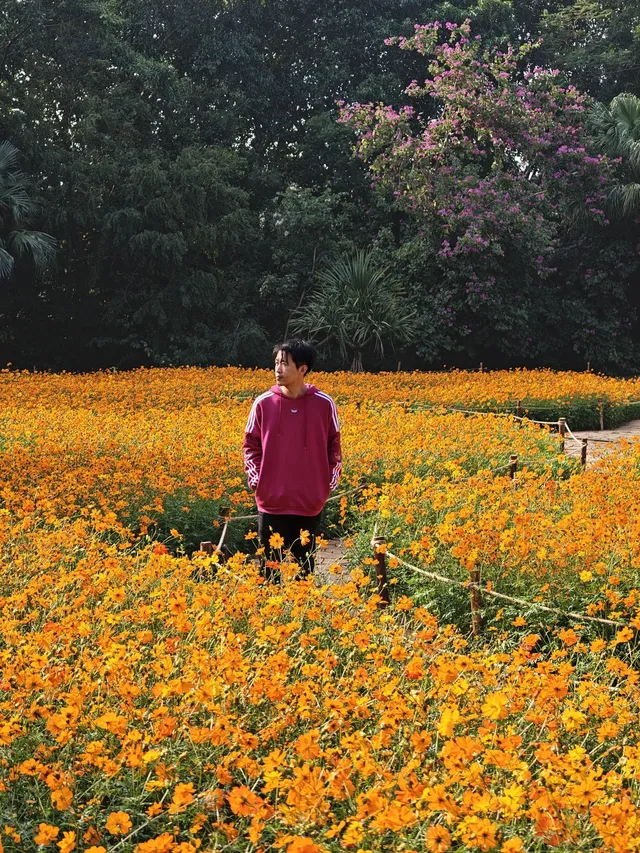 深圳羅湖市區浪漫黃色花海|東湖公園黃秋英 深圳羅湖市區浪漫黃色花海|東湖公園黃秋英