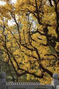 秋天帶小孩去濟南等地超合適