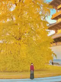 濮院賞秋地圖|拍出明星同款大片!