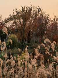 蘆雪搖冬,野趣沔青