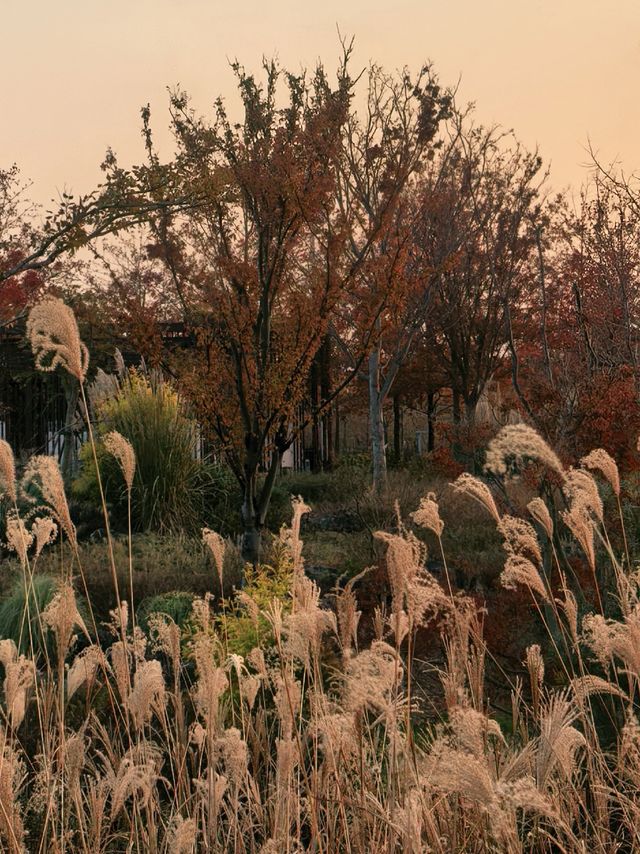 蘆雪搖冬,野趣沔青 蘆雪搖冬,野趣沔青