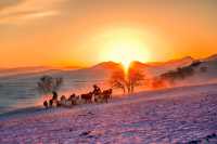 皇家禮遇與雪原牧歌的奇遇記