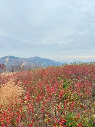 去爬山  去撿秋  去大口吸氧