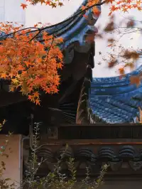 不在京都2025上海賞楓天花板