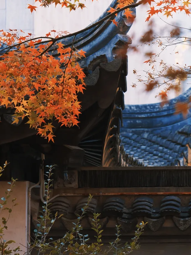 不在京都2025上海賞楓天花板 不在京都2025上海賞楓天花板