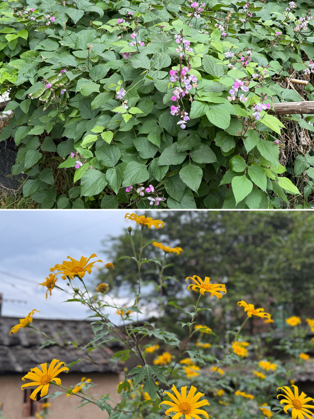 閩南田園一日:觸摸舊時光,品嚐新鮮味 閩南田園一日:觸摸舊時光,品嚐新鮮味