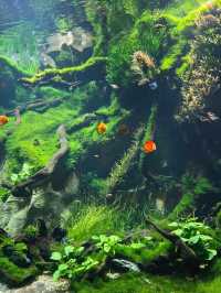 Shanghai Greenhouse Garden – всё, что нужно знать