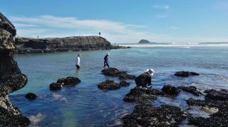 Those who enjoy beachcombing can achieve seafood freedom!