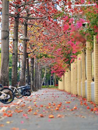 Pingshan Must-Visit Flower Viewing Spots