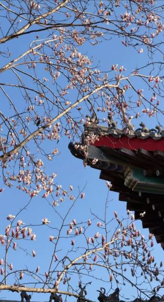 The upcoming Linyi is a thousand times of spring and bright scenery