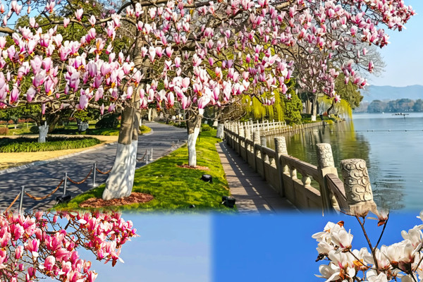 Spring In Hangzhou West Lake Plum Blossom and Magnolia Bloom|Limited-Time Spring Viewing ...