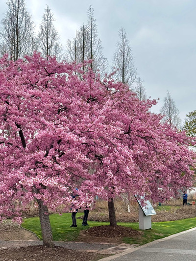 2026 Chenshan Botanical Garden Cherry Blossom Ultimate Guide