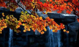 Benxi Guanmenshan · Autumn Exclusive | The Red Leaf Feast of Northeast's Little Huangshan