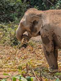 Wonderful Experience with Happy Elephants!