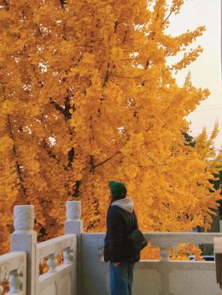 Take your partner to Xuzhou for the ginkgo season