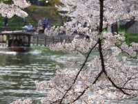 【京都市】桜 x 川 x 舟の風情🌸