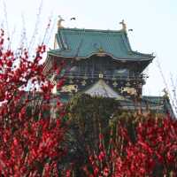 【大阪】梅の花見ならココ🏯大阪城梅林がオススメ