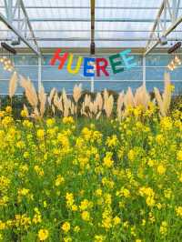 봄 제주 여행, 매화와 유채꽃을 한번에🌼