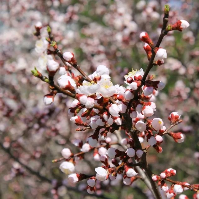 꽃이 만발한 일산호수공원!