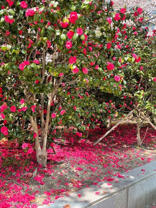 부산의 동백꽃 벚꽃 명소 🌺🌸💖
