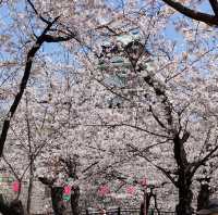 【大阪】大阪城西の丸庭園の桜🌸