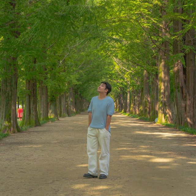 아름다운 거리숲 대상 메타세쿼이아길