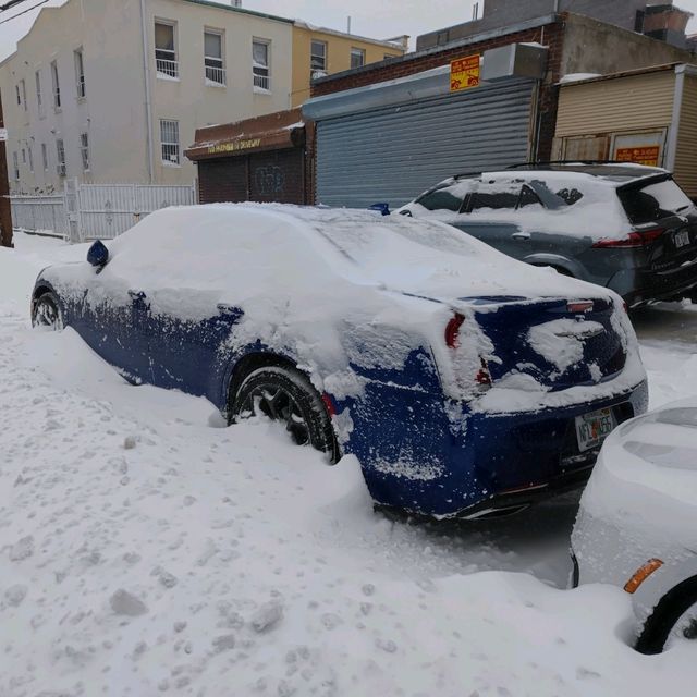 Snowbound Delight: Winter Frolics in Brooklyn