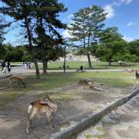 名勝「奈良公園」観光客で賑わい鹿は元気でした