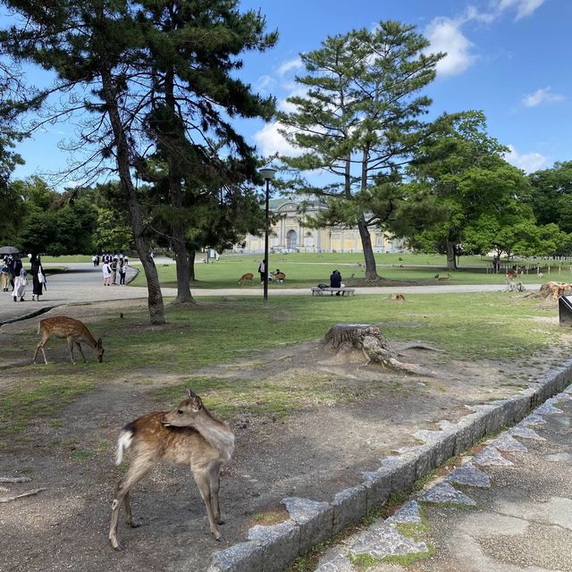 名勝「奈良公園」観光客で賑わい鹿は元気でした