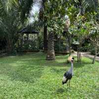 Bali Bird Park