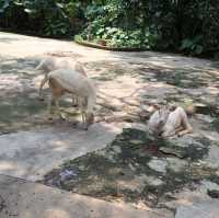 🦁 深圳野生動物園 | 親子好去處 🐼