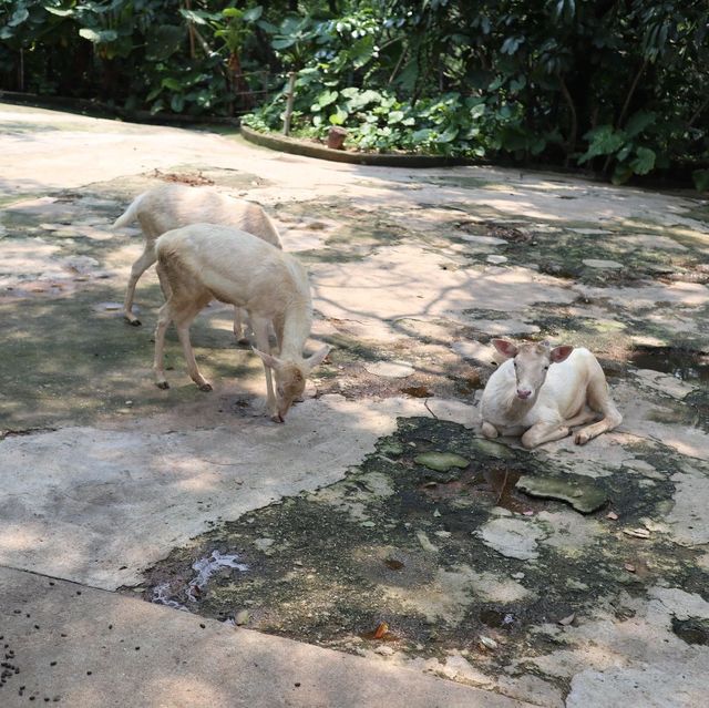 🦁 深圳野生動物園 | 親子好去處 🐼