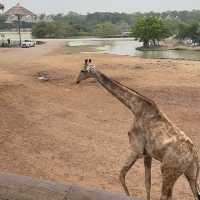 泰國曼谷野生動物園