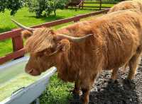 Gentle Giant Cows of Scotland! 🏴󠁧󠁢󠁳󠁣󠁴󠁿