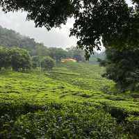 Cameron Valley Tea Plantation