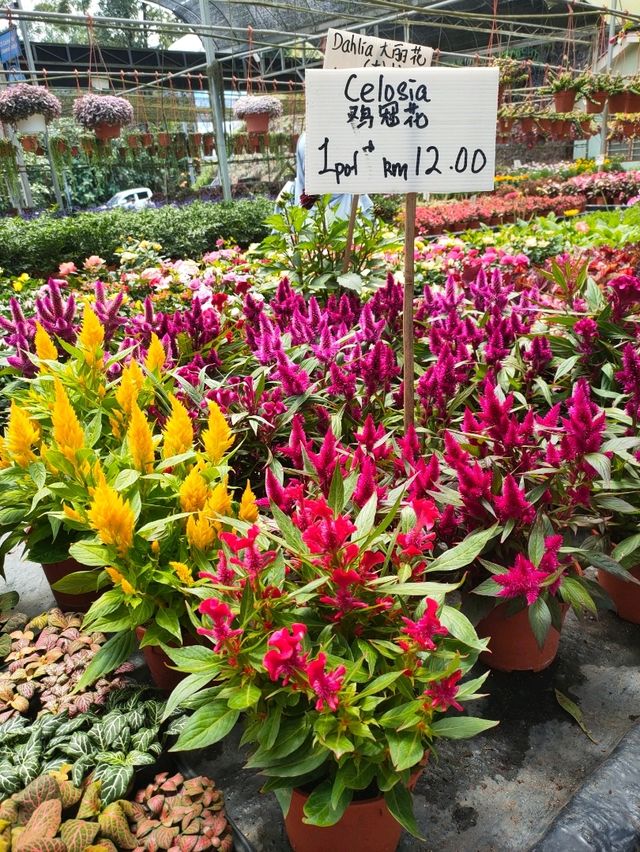 Variety of Cactus in Cameron Highland 