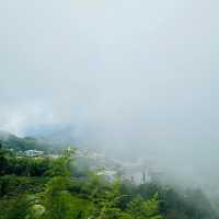 阿里山 隙頂象山 茶林步道