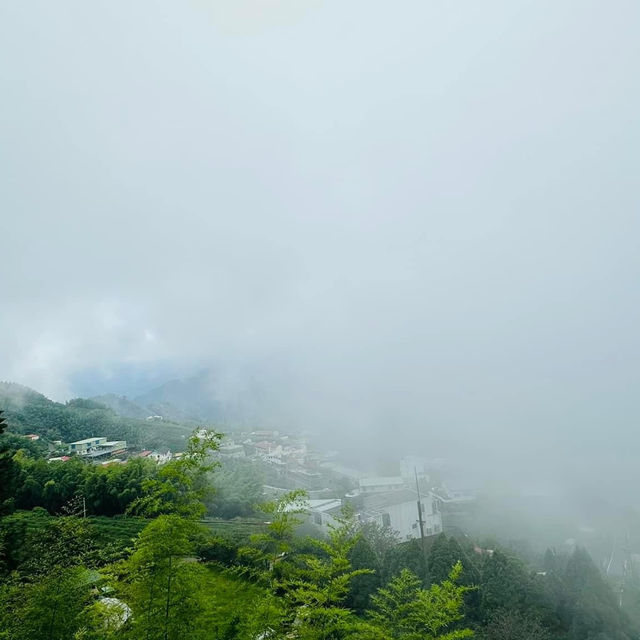 阿里山 隙頂象山 茶林步道