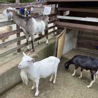 六甲山牧場【北エリア】動物が近くふれ合える癒されエリア