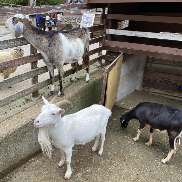 六甲山牧場【北エリア】動物が近くふれ合える癒されエリア