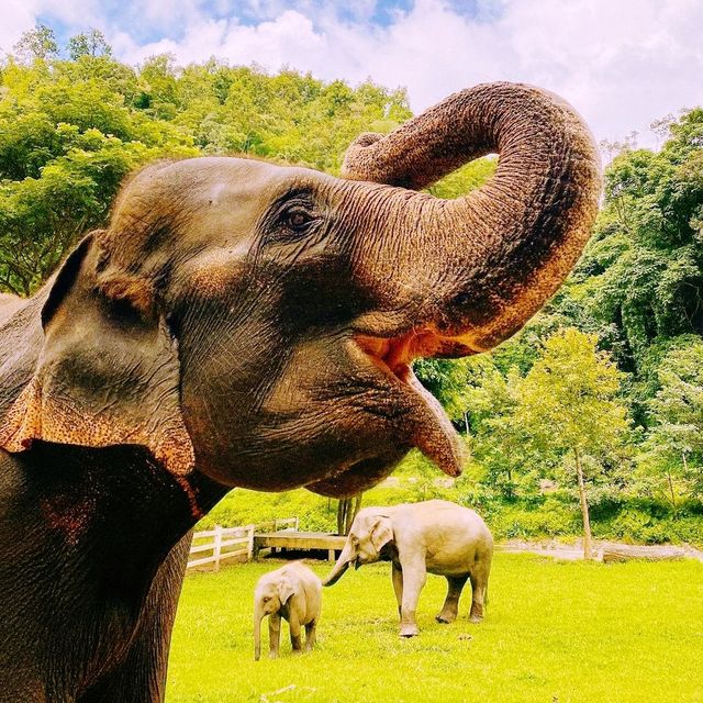 Wonderful Patara Elephant Farm 