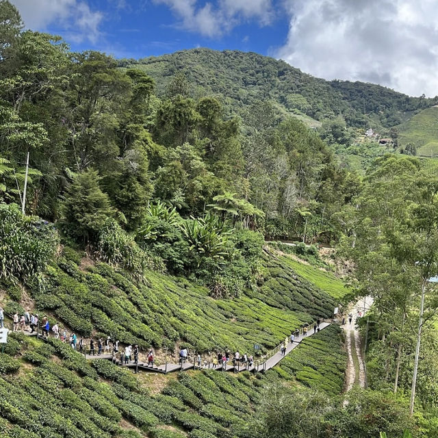 Back to Nature with Boh Tea Plantation 