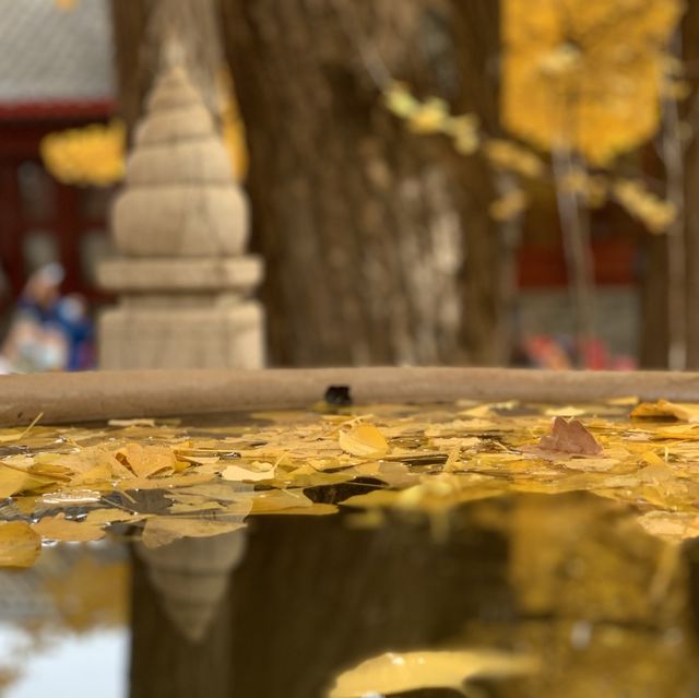 Gingko leaves 🍂 in Beijing 