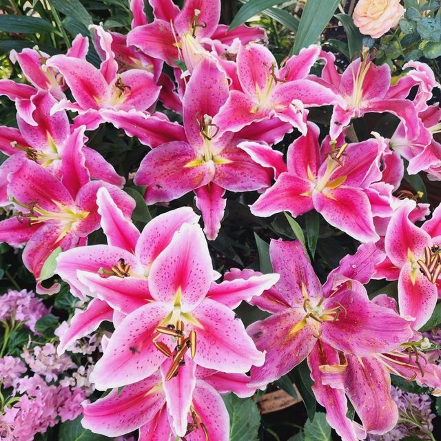 Dining in flower paradise