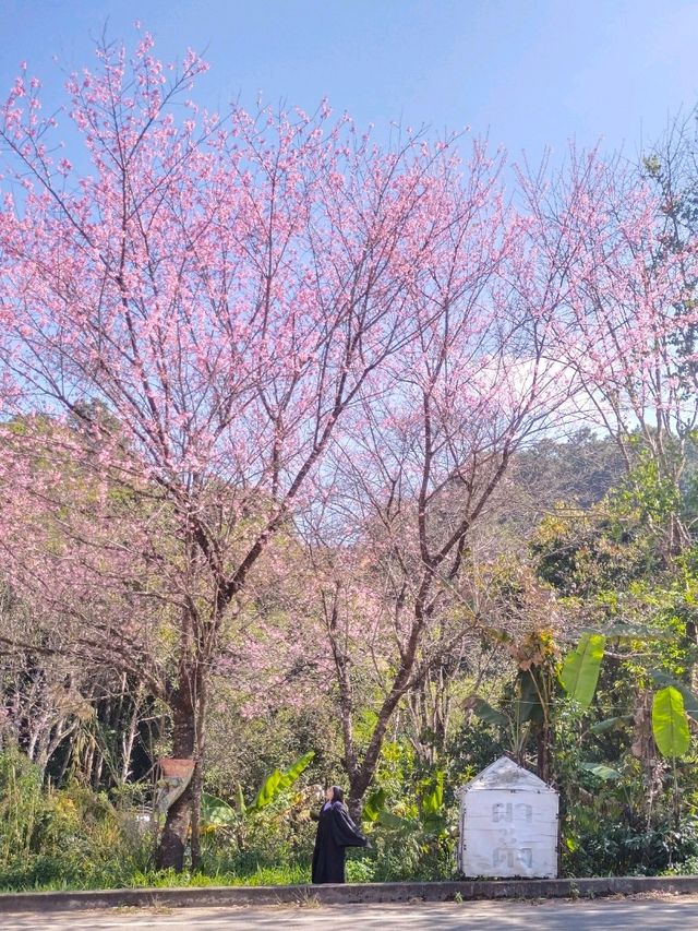ดอกพญาเสือโคร่งบานแล้วที่กิโลเมตรที่31✨