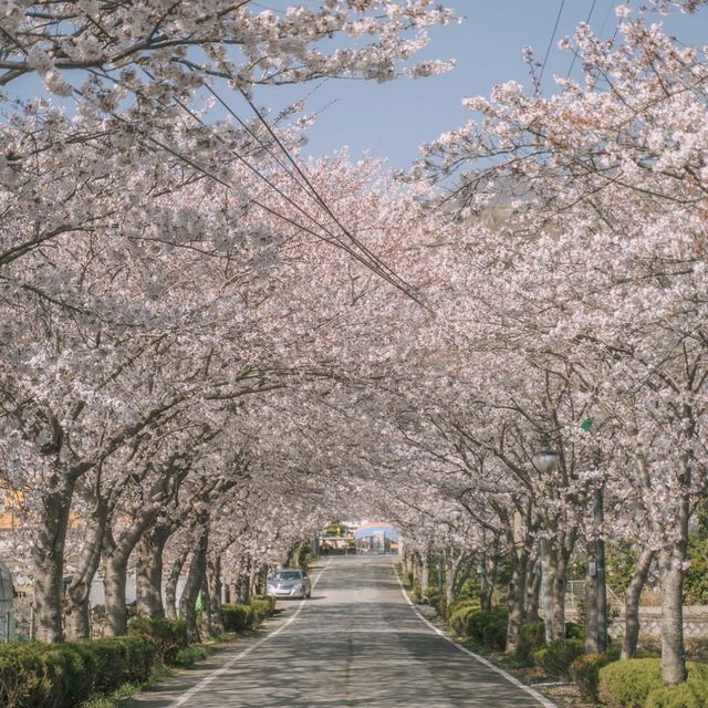 거제 숨은 벚꽃 명소, 거제여상벚꽃길 