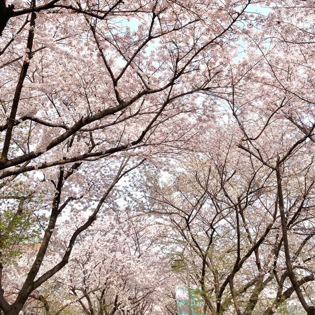 🌸보라매공원 벚꽃터널🌸